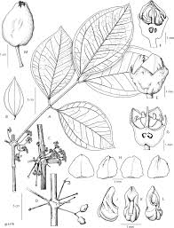 Image result for Warneckea sp.