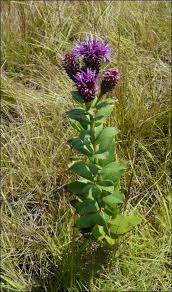 Image result for Kotschya ochreata