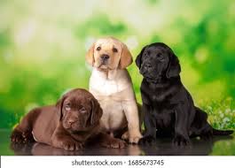Black labs have a sweet nature. 3 Free Labrador Stock Photos Cc0 Images