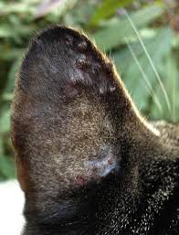 Your cat is allergic to the plants belonging to your cat has severe skin allergies. I Found This Helpful Answer From A Cat Vet On Justanswer Com Cat Vet Cats Cats Outside