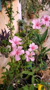 Image result for Ipomoea tuberculata