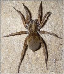 Arizona Wolf Spiders Can Get Quite Large They Do Not Live