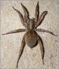 arizona wolf spiders can get quite large they do not live