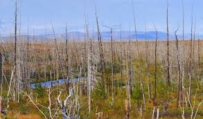 Pure water has a ph of 7.0 (neutral); Chuva Acida Causas Formacao Consequencias Cola Da Web