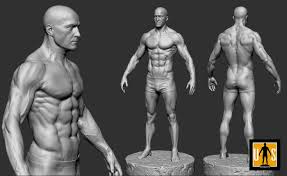 Male Anatomy Study 3d Print Model Male Body Art Anatomy Models Man Anatomy