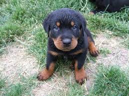 $1,000 (moriarty nm) hide this posting restore restore this posting. Rottweiler Puppies For Sale Near Me Craigslist Cheap Online