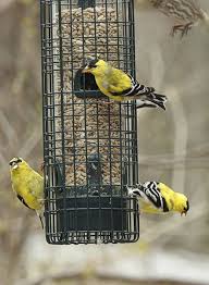 Best Bird Feeders For Small Birds Squirrel Buster Classic Feeder Review Best Bird Feeders Bird Feeders Squirrel