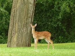 What plant do deer not eat. Deer Resistant Plants Fencing Resource Lists For Gardeners A Way To Garden