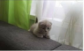 Check spelling or type a new query. Petites Annonces Gratuite Animaux Chats