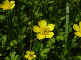 Image result for Ranunculus raeae