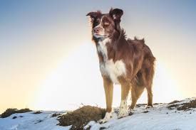 Check spelling or type a new query. How Much Does A Border Collie Cost Puppy Price