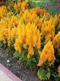 Celosia Argentea Var Plumosa Tokaj Google Kereses Flowers Photography Flower Garden Container Gardening
