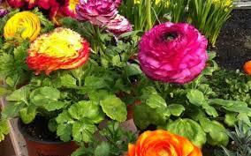 Erstellen sie eine angenehme überraschung an ihrem ziel mit unseren schönen pfingstrosen, ein strauß ganz aus rosa pfingstrosen zusammengesetzt zart durch eukalyptus verstärkt. Balkonpfanzen Und Terrassenpflanzen In Kusnacht Bei Zurich Kaufen