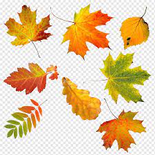 For this activity you will need: Autumn Leaf Color Graphy Autumn Leaves Watercolor Leaves Image File Formats Leaf Png Pngwing