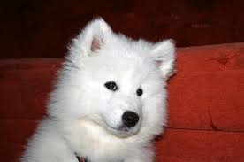 How Much Could A Samoyed Girl Grow To And Its Weight