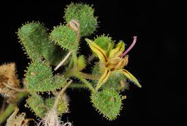 Image result for Cleome densifolia