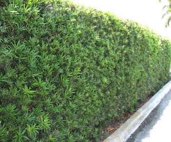 Image result for Conocarpus