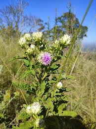 Image result for Vernonia adoensis