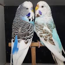Pin On Birds