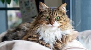 ‪All about Norwegian Forest cats | Blog | Burgess Pet Care‬‏