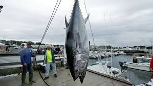 Grab a few essentials from your cupboard and refrigerator (beans, tuna, canned tomatoes. Controversial Comeback For Atlantic Bluefin Tuna Ctv News
