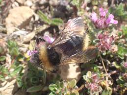 Image result for Bombus campestris