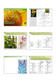 La inflorescencia es la disposición de las flores sobre las ramas o la extremidad del tallo; Aula 4 Morfologia De Inflorescencia 2015 Morfologia E Anatomia De Angiospermas