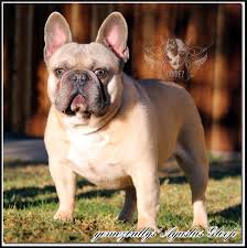 That's obviously if there is a health issue with your frenchie (blue, fawn, brindle or merle etc) which being a brachycephalic breed is not uncommon. Pin By Syl Gomez On Gomez Bullys French Bulldogs French Bulldog Bulldog Stud Muffin