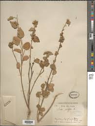 Image result for Sida ovata