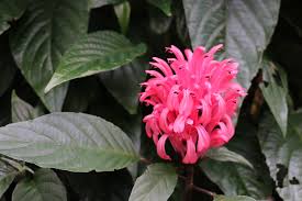 Image result for Justicia australis