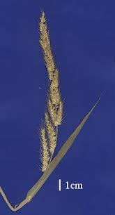 Image result for Echinochloa crus-pavonis