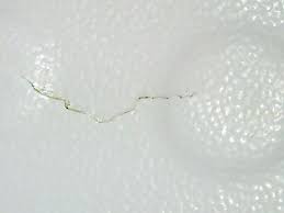 Helps repair damaged or unattractive bathtub floor. Pin On Mobile Home Plumbing