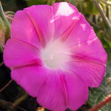 Top 15 Most Beautiful Morning Glory Flowers