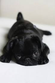 Welcome to our puppies for sale in pa page! 7 Buggs Ideas Pugs Bugg Puppies Boston Terrier Pug