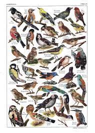 35 birds illustrations stunning vintage bird print forest etsy bird illustration bird prints vintage birds