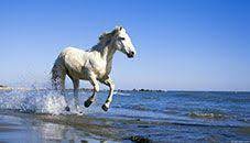 Desktop Backgrounds Microsoft Windows Horse Wallpaper Beautiful Horses Horses