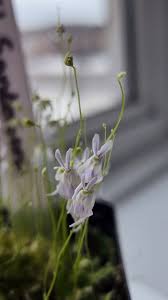 Image result for Utricularia scandens