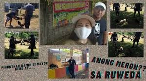 2019 fiestag is a trade show featuring exhibit of chickens, poultry supplier accessories, incubators, equipment, feed products, veterinary products, sponsors. Visited The Breeding Farm Of Mayor Nene Aguilar By Mjm Breeding Purposes Only Youtube