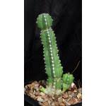 Image result for Synadenium glabratum