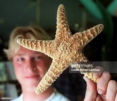 484 Shell Beach Ca Stock Photos, High-Res Pictures, and Images