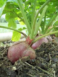 Maybe you would like to learn more about one of these? Radish Growing Problems And Solutions