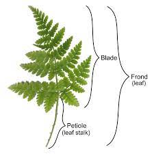 We did not find results for: Fern Structure