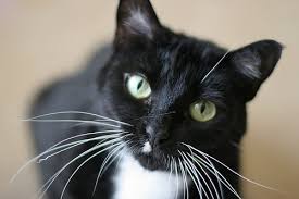 The spay and save program is available feral cat coalition of oregon (fcco): Spay And Neuter Aftercare San Diego Humane Society