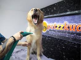 Heeeeyyyy Kopek Kedi Kopek Kedi