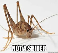 Free sound effects of crickets, which include single cricket chirp, bad joke cricket sound, and night cricket sounds. New Crickets Chirping Meme Memes Gif Memes Silence Memes Sound Memes