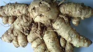 Maybe you would like to learn more about one of these? Manfaat Kunir Putih Dan Temulawak Obat Herbal Alami Hot Liputan6 Com