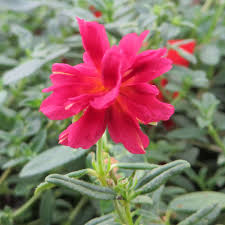 We did not find results for: Sonnenroschen Helianthemum Amabile Plenum Rot