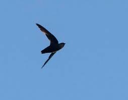 If you have an established colony, you should be ready for the mature adults (within the red time lines shown on the map). Purple Martin Missouri Department Of Conservation