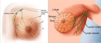Although scientists have identified many risk factors that increase a woman's chance of developing breast cancer, they do not yet know what causes normal cells to become cancerous. Breast Cancer Even Men Are Not Safe Africa S List Tm