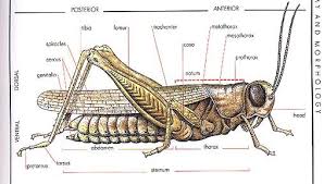 Well, for starters… when you subscribe to. Grasshopper Quizlet